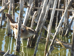Phleocryptes melanops