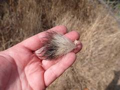 Spilogale gracilis