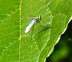 Chrysosoma