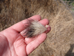 Spilogale gracilis