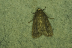 Amphipyra tragopoginis