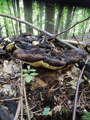 Gloeophyllum odoratum