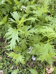 Conoclinium dissectum