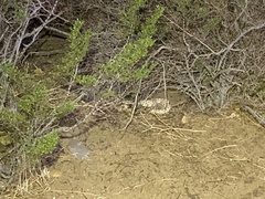 Crotalus cerastes