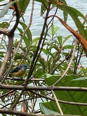 Dicaeum trigonostigma