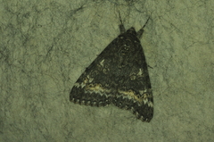 Catocala briseis