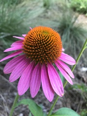 Echinacea