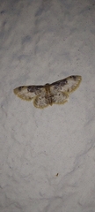 Idaea filicata