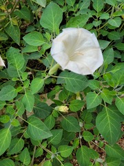 Datura innoxia