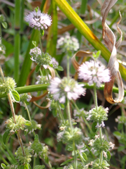Mentha pulegium