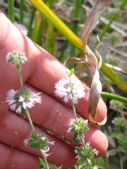 Mentha pulegium