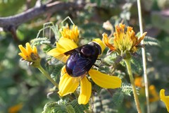 Copestylum mexicanum