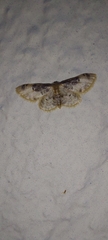 Idaea filicata
