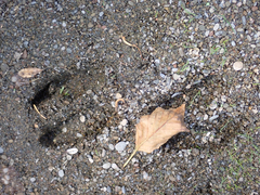 Odocoileus hemionus columbianus