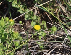 Grindelia nuda