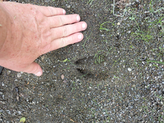 Odocoileus hemionus columbianus