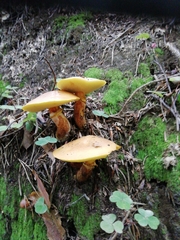 Suillus grevillei