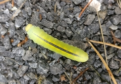Cimbex femoratus