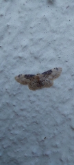 Idaea filicata