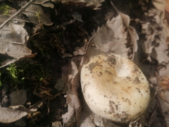 Russula delica