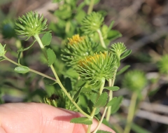 Grindelia nuda