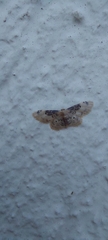 Idaea filicata
