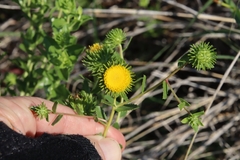 Grindelia nuda