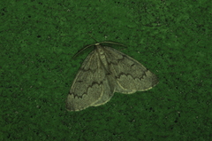 Nepytia pellucidaria