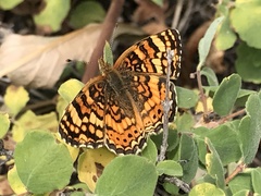 Phyciodes