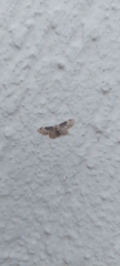 Idaea filicata
