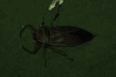Lethocerus americanus