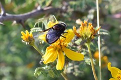 Copestylum mexicanum