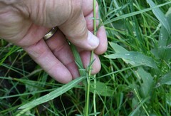 Symphyotrichum subspicatum