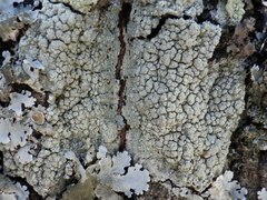 Pertusaria pertusa