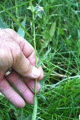Symphyotrichum subspicatum