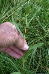 Symphyotrichum subspicatum