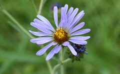 Symphyotrichum subspicatum