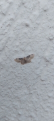 Idaea filicata