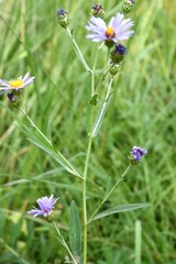 Symphyotrichum subspicatum