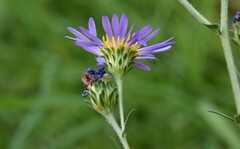Symphyotrichum subspicatum