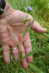 Symphyotrichum subspicatum