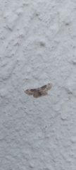 Idaea filicata