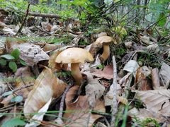 Suillus bovinus