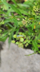 Leptophobia aripa