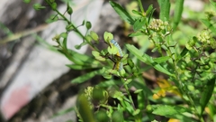 Leptophobia aripa