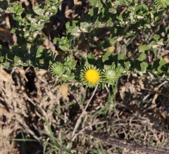 Grindelia nuda