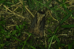 Agrotis venerabilis