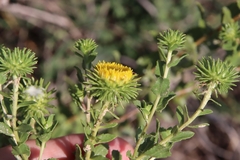 Grindelia nuda