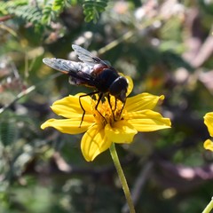 Copestylum mexicanum