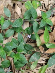 Exallage chrysotricha